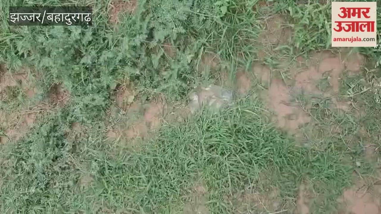 Farmer drowns in JNL Canal after slipping near Beri jhajjar