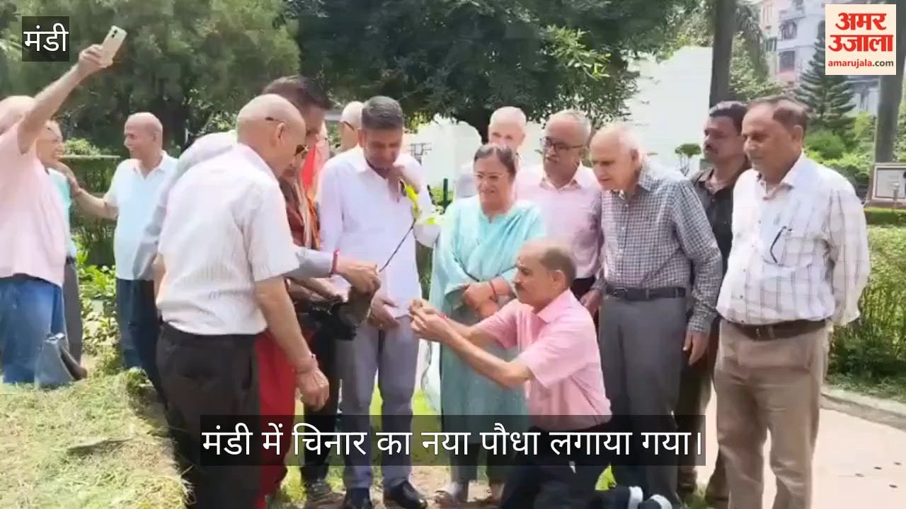 mandi chinar tree plantation indira market green initiative