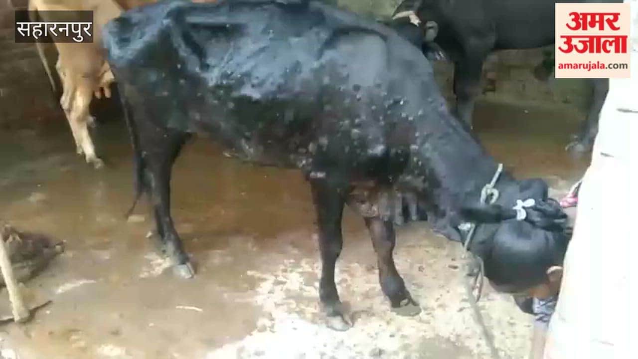 Lumpy Skin Disease Spreads Among Cattle in Saharanpur Villages, Farmers Seek Vaccination