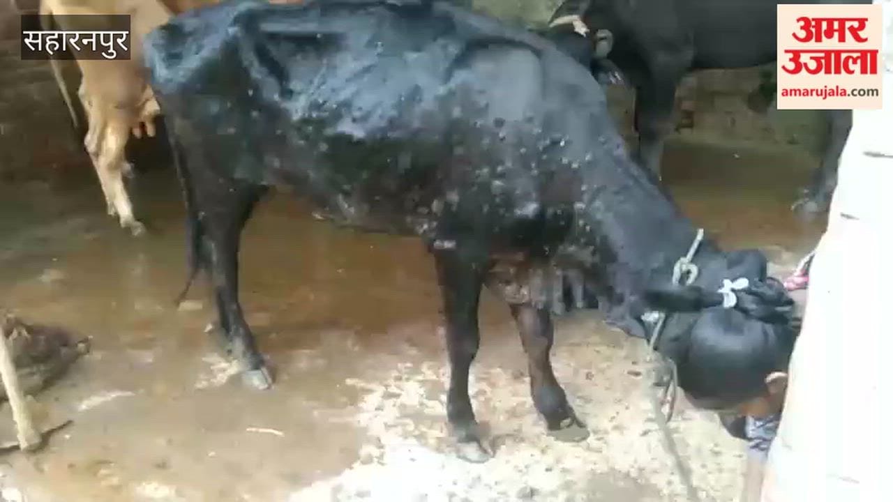 Lumpy Skin Disease Spreads Among Cattle in Saharanpur Villages, Farmers Seek Vaccination
