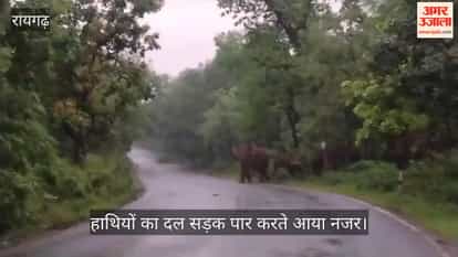 Villager injured in elephant attack in Raigarh; undergoing treatment in hospital; encounter with the elephant