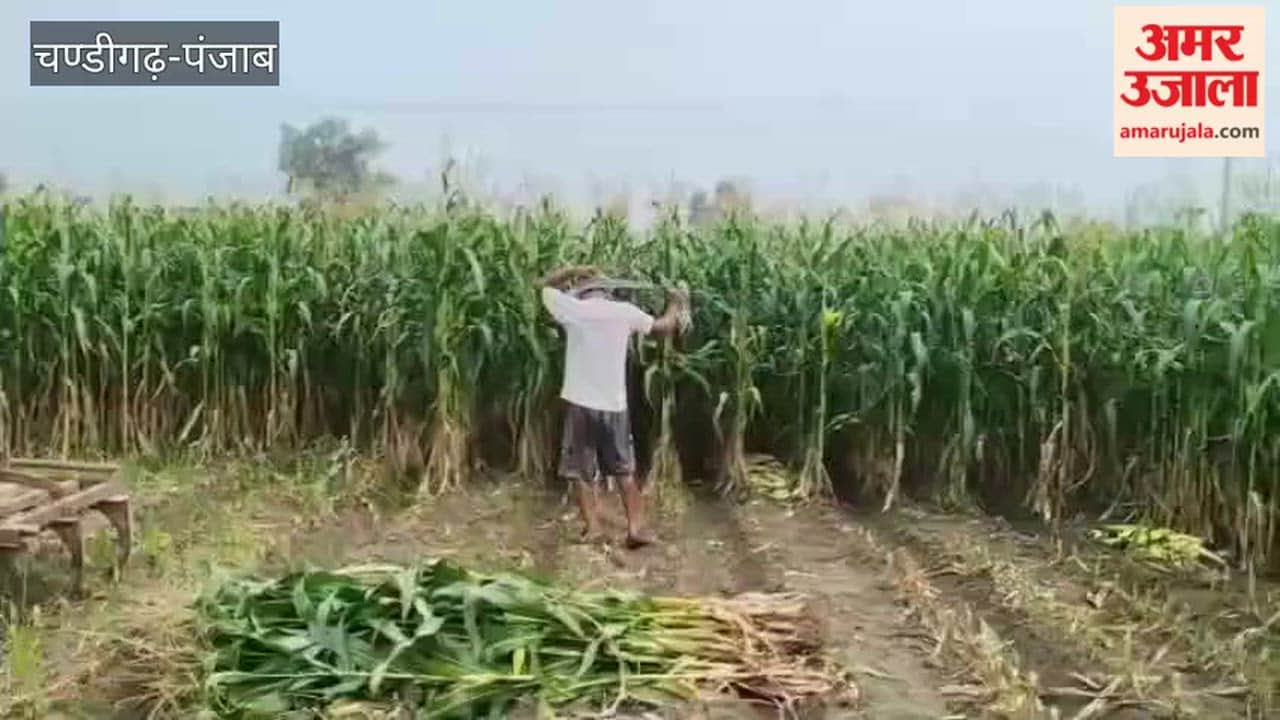 Farmers in Jalloke village near the Hussainiwala border are increasingly concerned after the maize crop—sown after the wheat harvest—failed to yield profitable results.