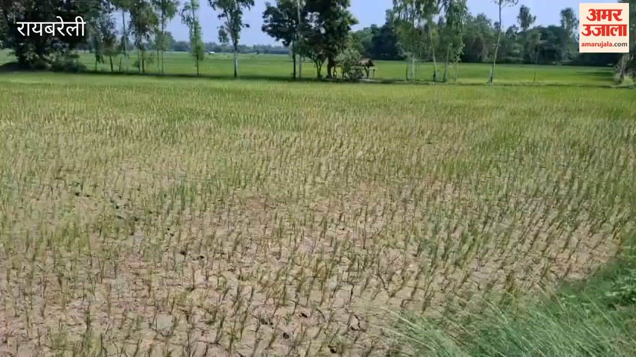 रायबरेली में बारिश न होने से सूखने लगी धान की फसल, मेहनत पर फिरता दिख रहा पानी
