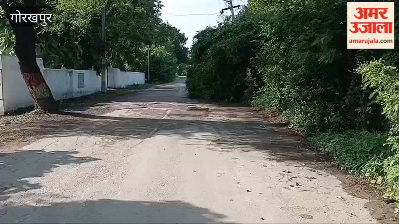 Risk of accidents due to roadside bushes.