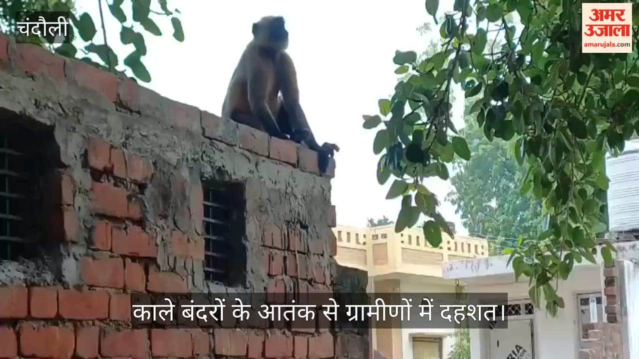 Villagers terrorized by black monkeys; corrugated roof sheets smashed