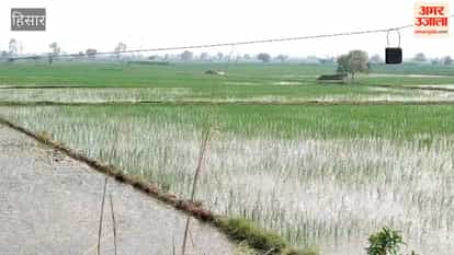 With the standing paddy crop in the fields on the verge of drying up, farmers in Hansi are hoping for imminent rainfall; the lack of rain has compounded their difficulties.