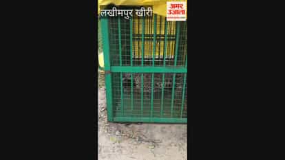 Leopard trapped in Forest Department cage
