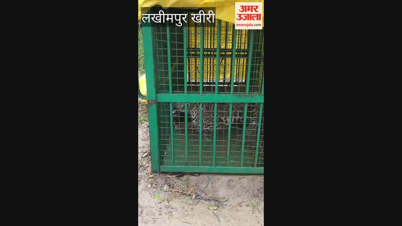 Leopard trapped in Forest Department cage