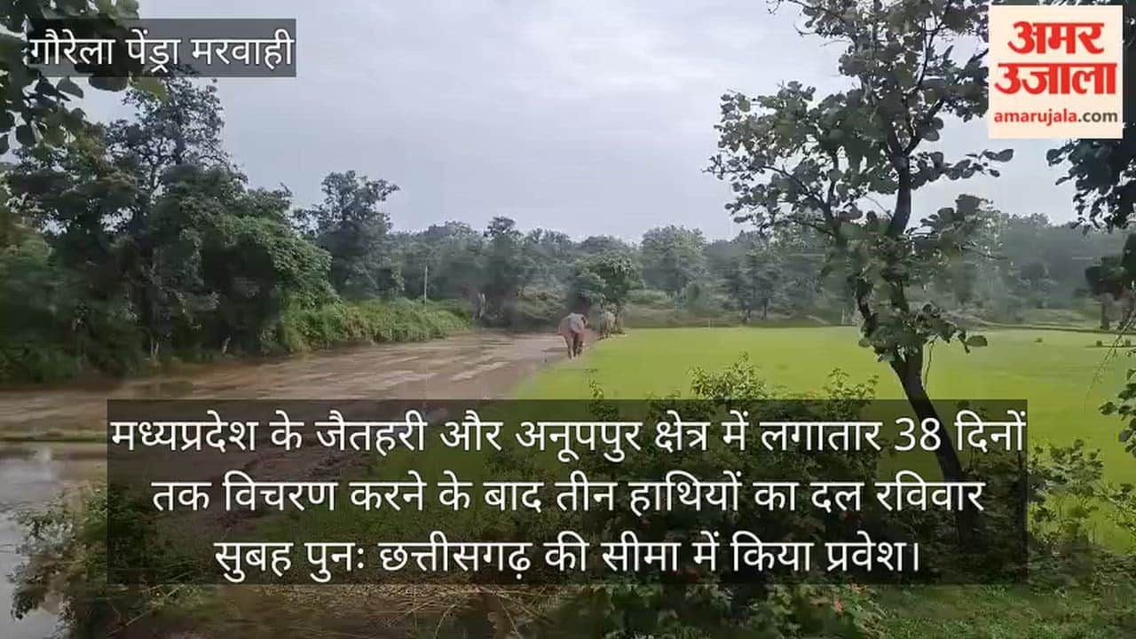 A group of three elephants returned to Chhattisgarh after 38 days, and the Marwahi forest range was put on ale