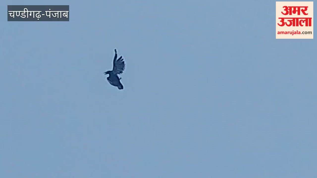 Crow entangled in Chinese manja
