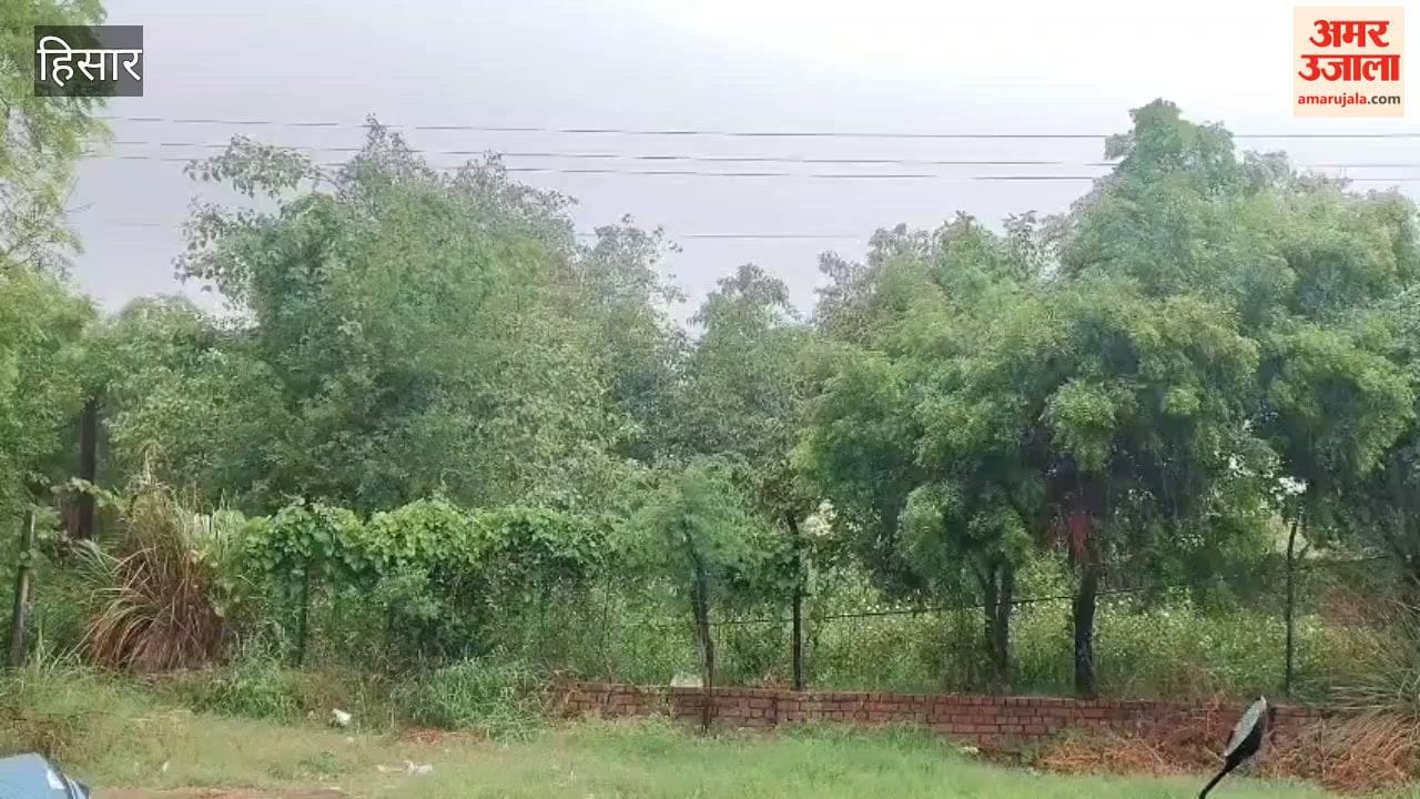 Rain brings relief from humid heat in Hansi; a golden shower for farmers.