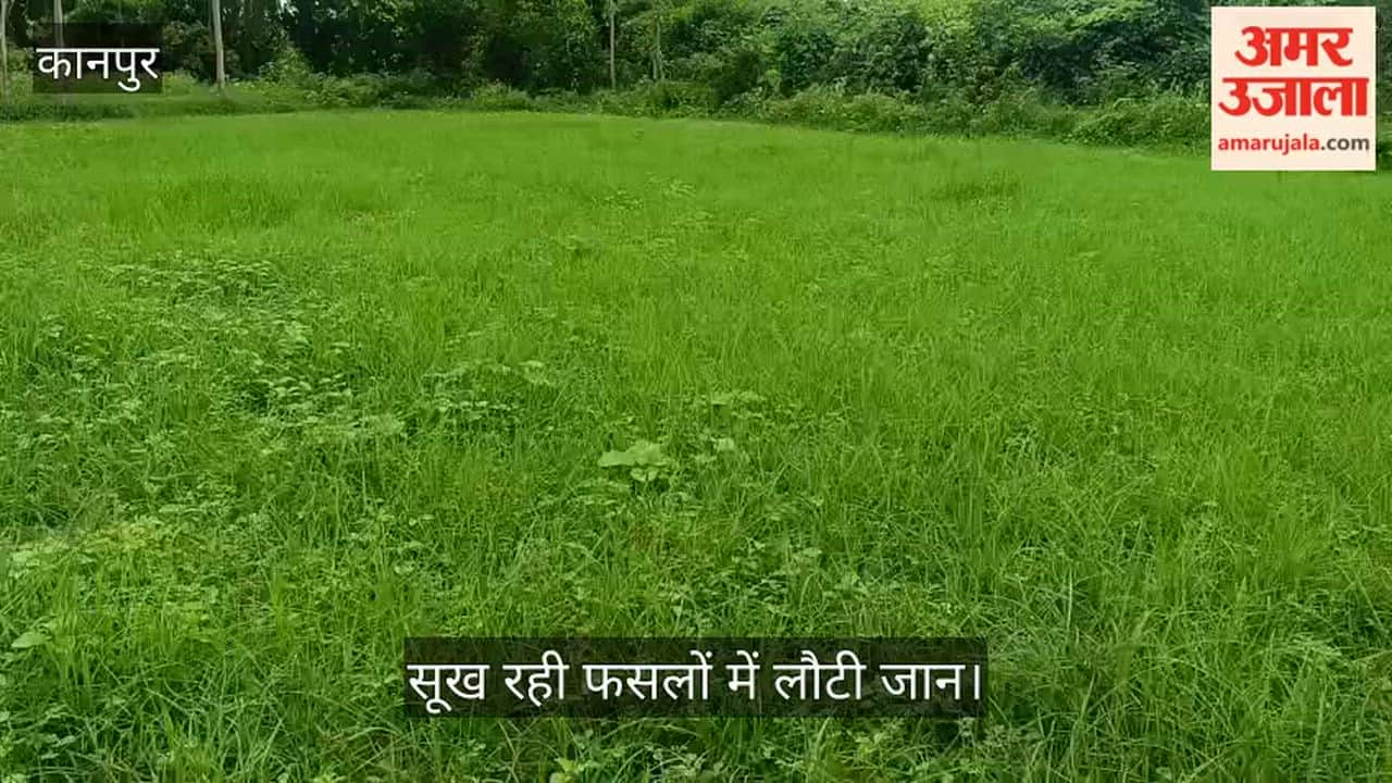 Rain Brings Relief to Farmers, Revives Drying Kharif Crops
