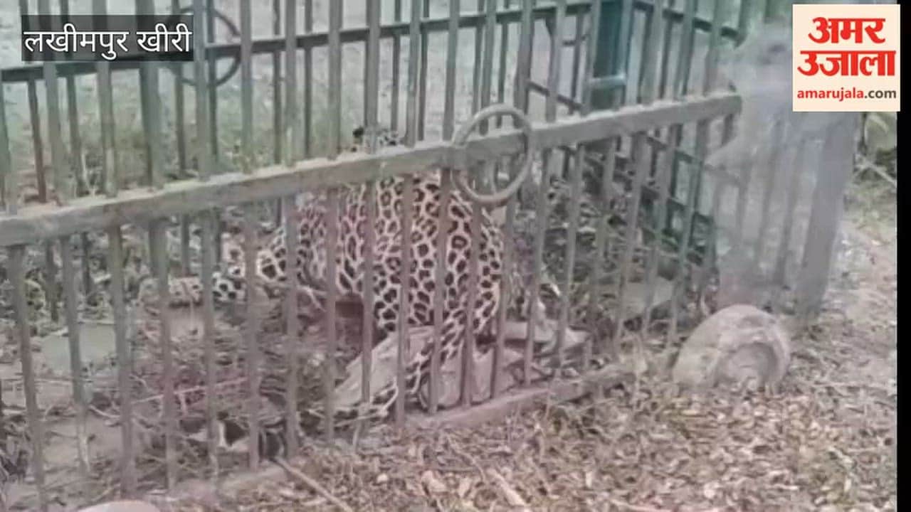 Another leopard caught in Lakhimpur Kheri