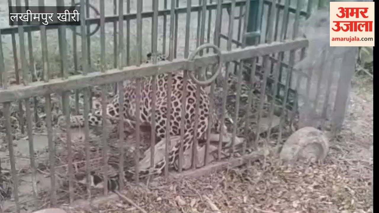 Another leopard caught in Lakhimpur Kheri