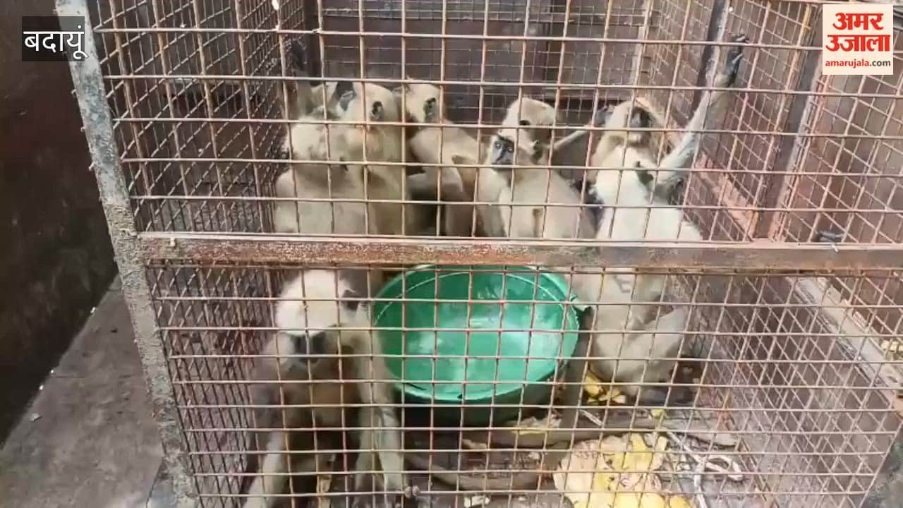 Langur smuggling racket busted in Badaun