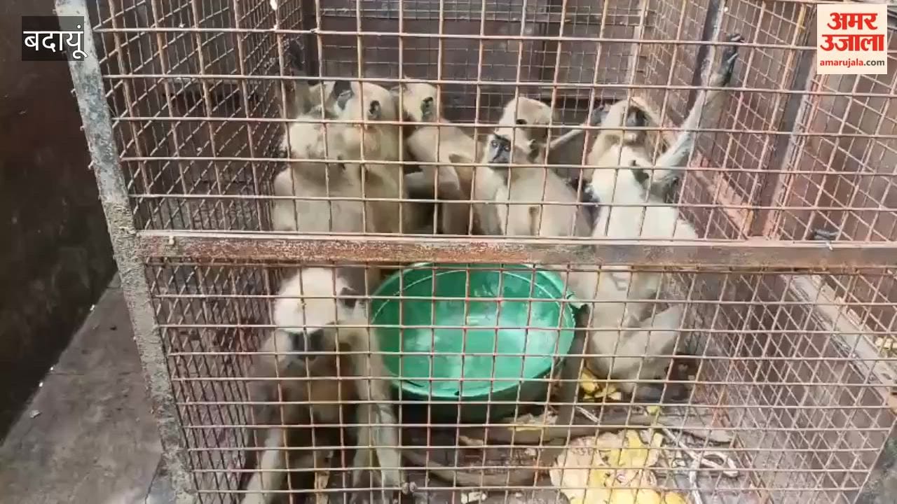 Langur smuggling racket busted in Badaun