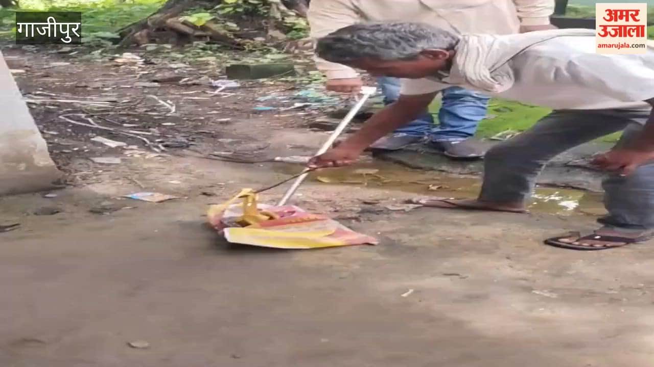 A two-and-a-half-foot-long 'Chitar' snake was found at the Land Records Office; a Forest Department team rescued it