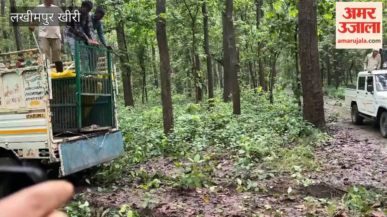 Leopard captured in Lakhimpur Kheri released into Rani Tiger Reserve