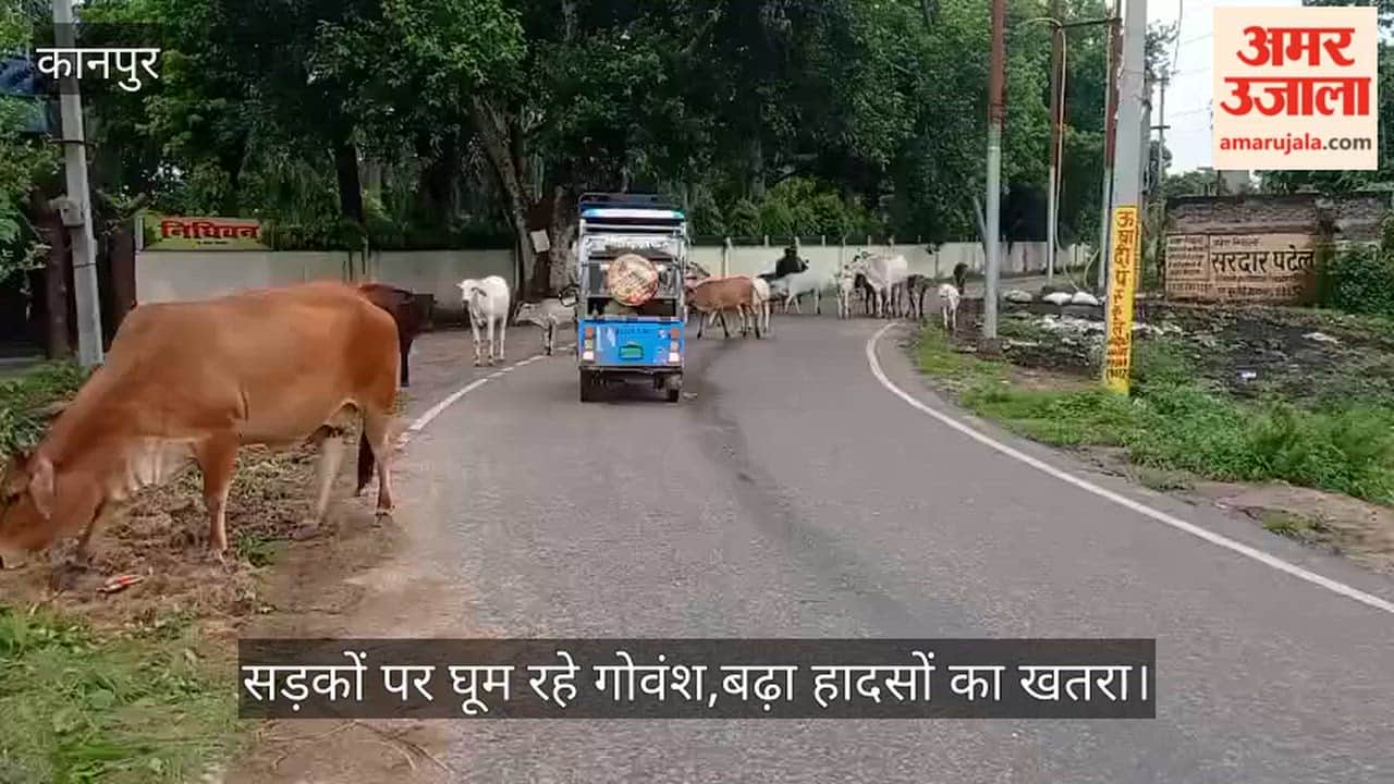 Stray Cattle on Roads Amid Rain Increase Accident Risk in Kanpur