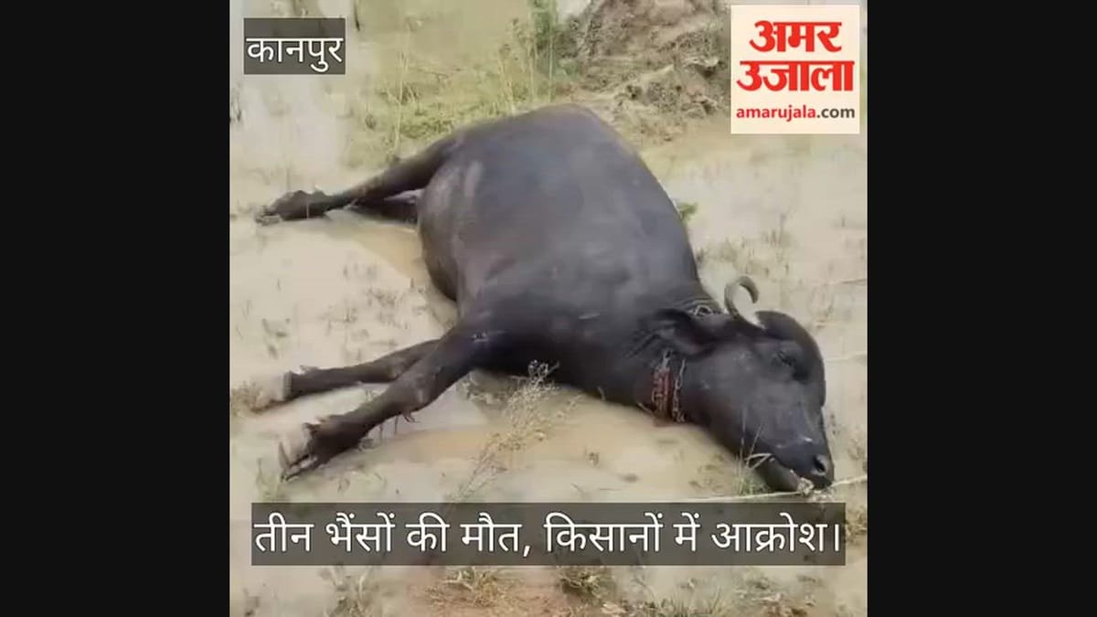 कानपुर: बिजली के तार की चपेट में आकर तीन भैंसों की मौत, किसानों का लाखों का नुकसान