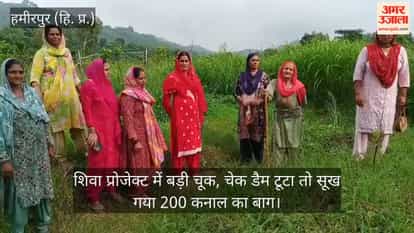 Hamirpur: Major lapse in Shiva Project; 200-kanal orchard dries up after check dam collapses.