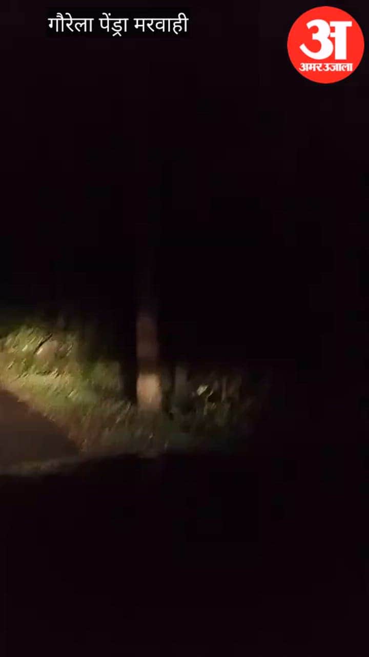 Leopard spotted late at night on Musiyari Ghat road, video goes viral; passersby panicked, Forest Department i