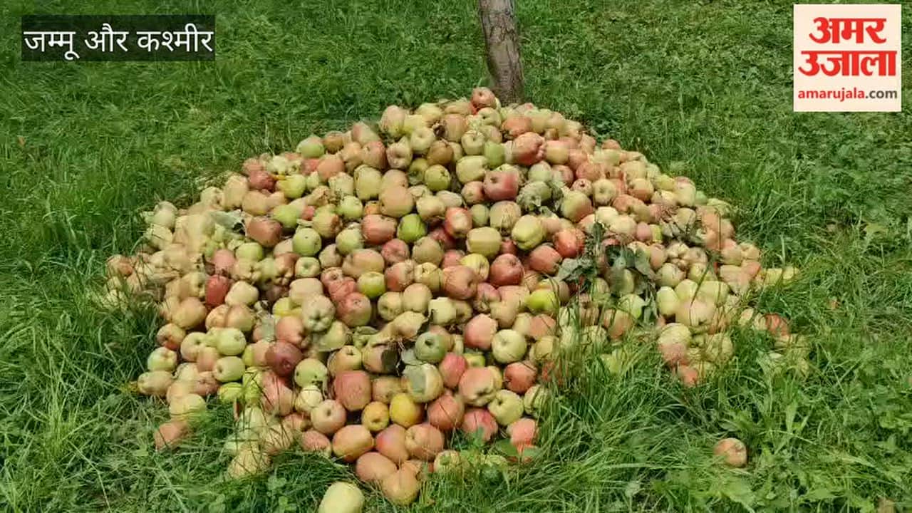 Continuous Rain, Cloudbursts and Strong Winds Cause Heavy Damage to Apple Orchards in Shopian