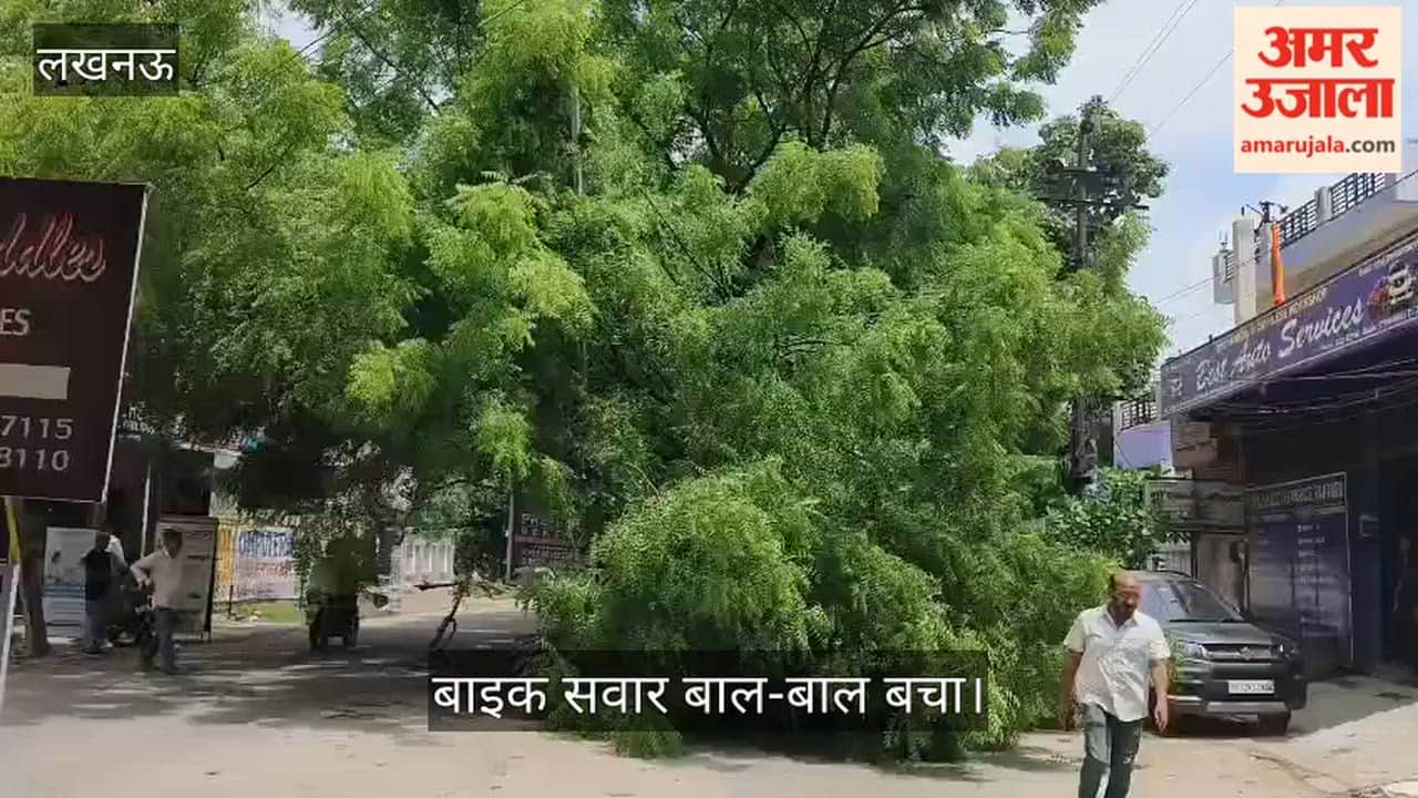 Video: डिवाइडर पर पेड़ की बड़ी डाल टूटकर सड़क पर गिरी, बाइक सवार बाल-बाल बचा