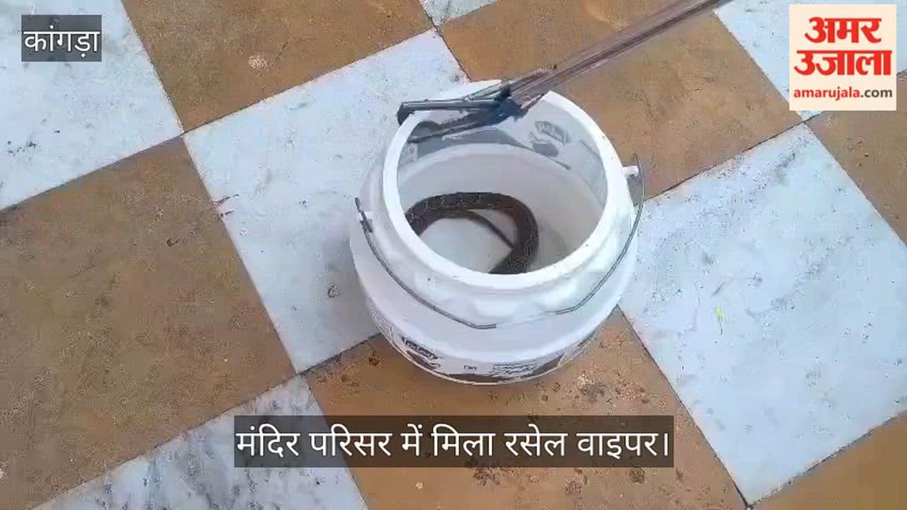 jwalamukhi temple russell viper snake rescue kangra himachal