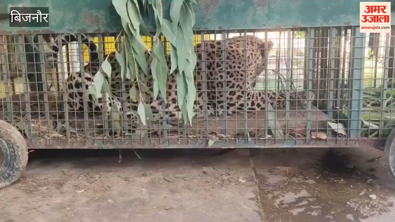 Bijnor: Female leopard that attacked people captured in a cage.
