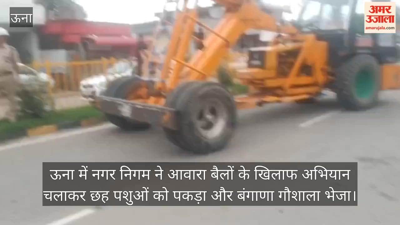 una stray cattle action six bulls caught gaushala