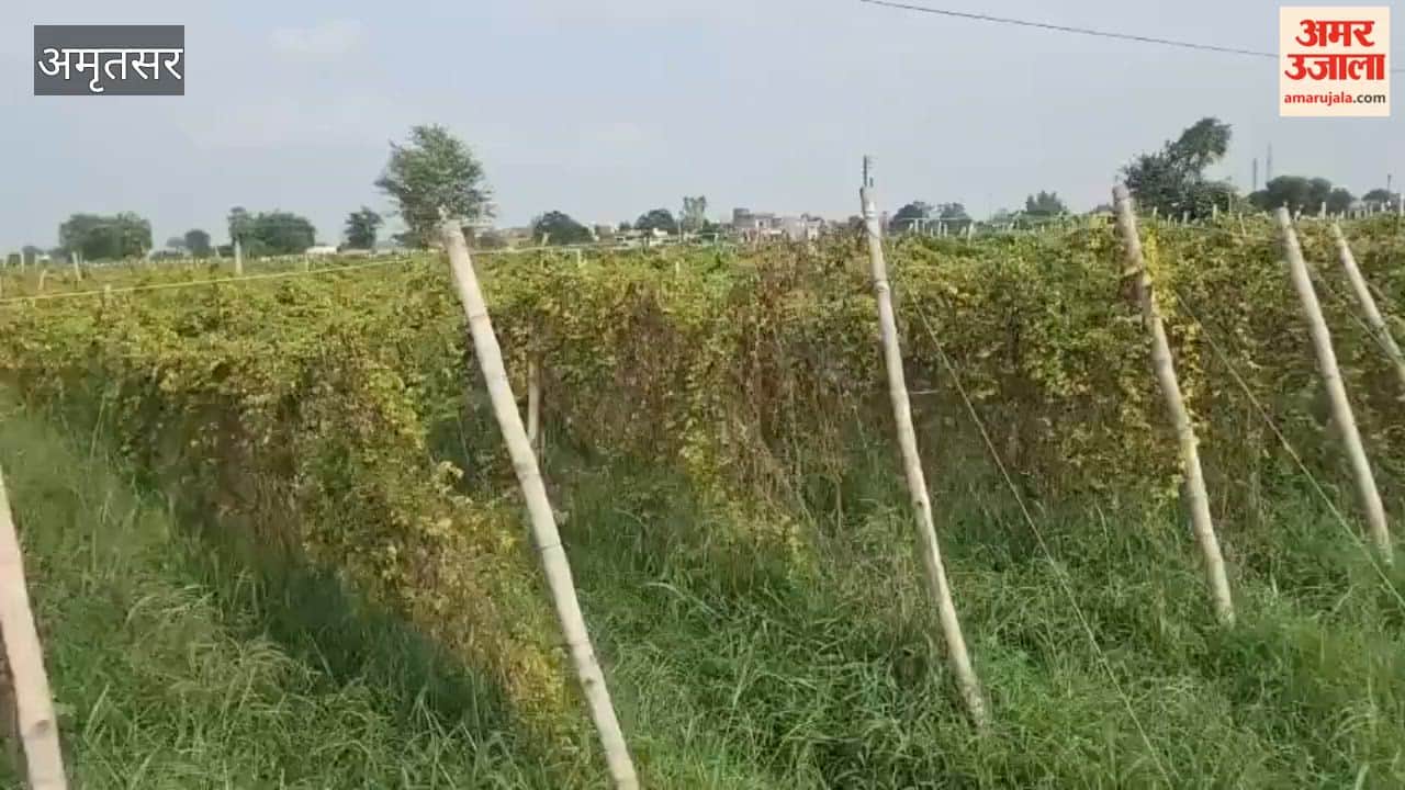 Continuous rain spells trouble for Ajnala's vegetable farmers; bitter gourd crop ruined.