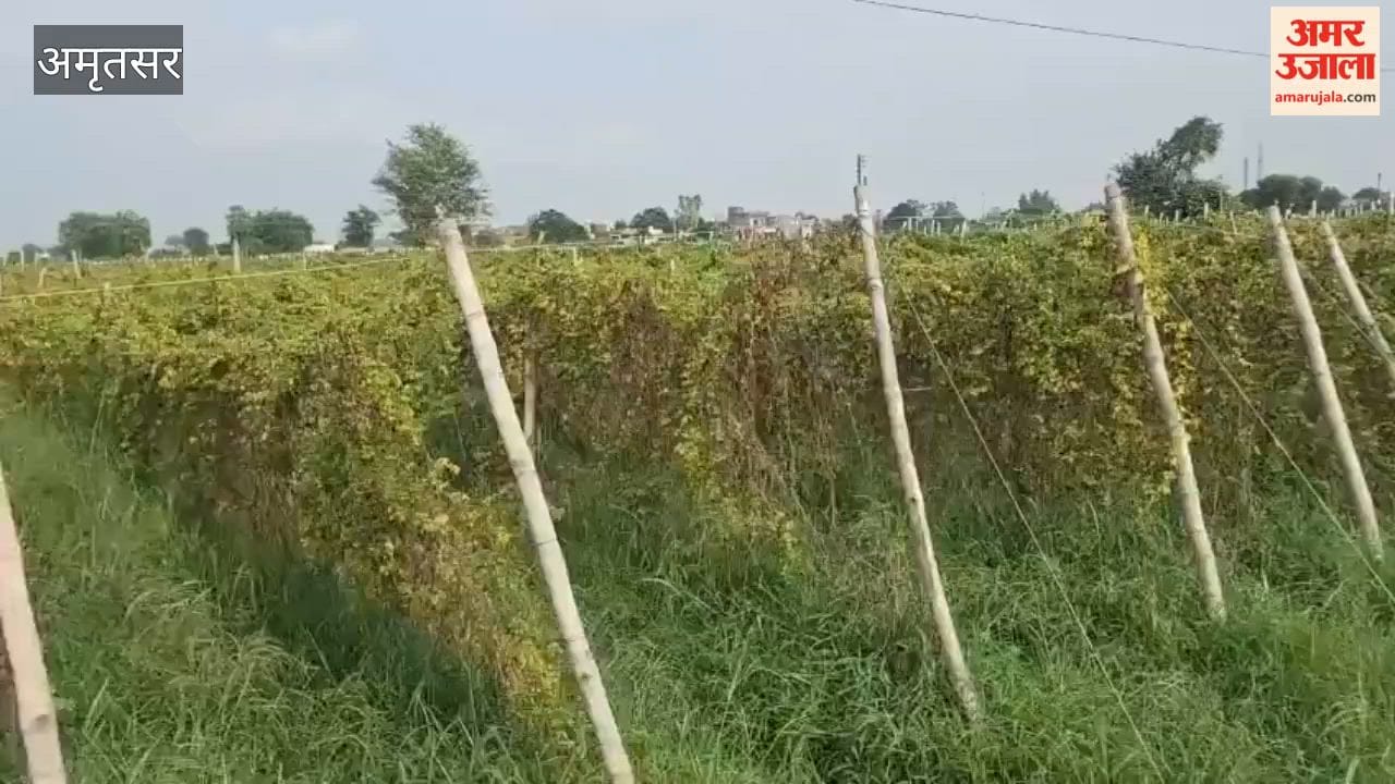 Continuous rain spells trouble for Ajnala's vegetable farmers; bitter gourd crop ruined.