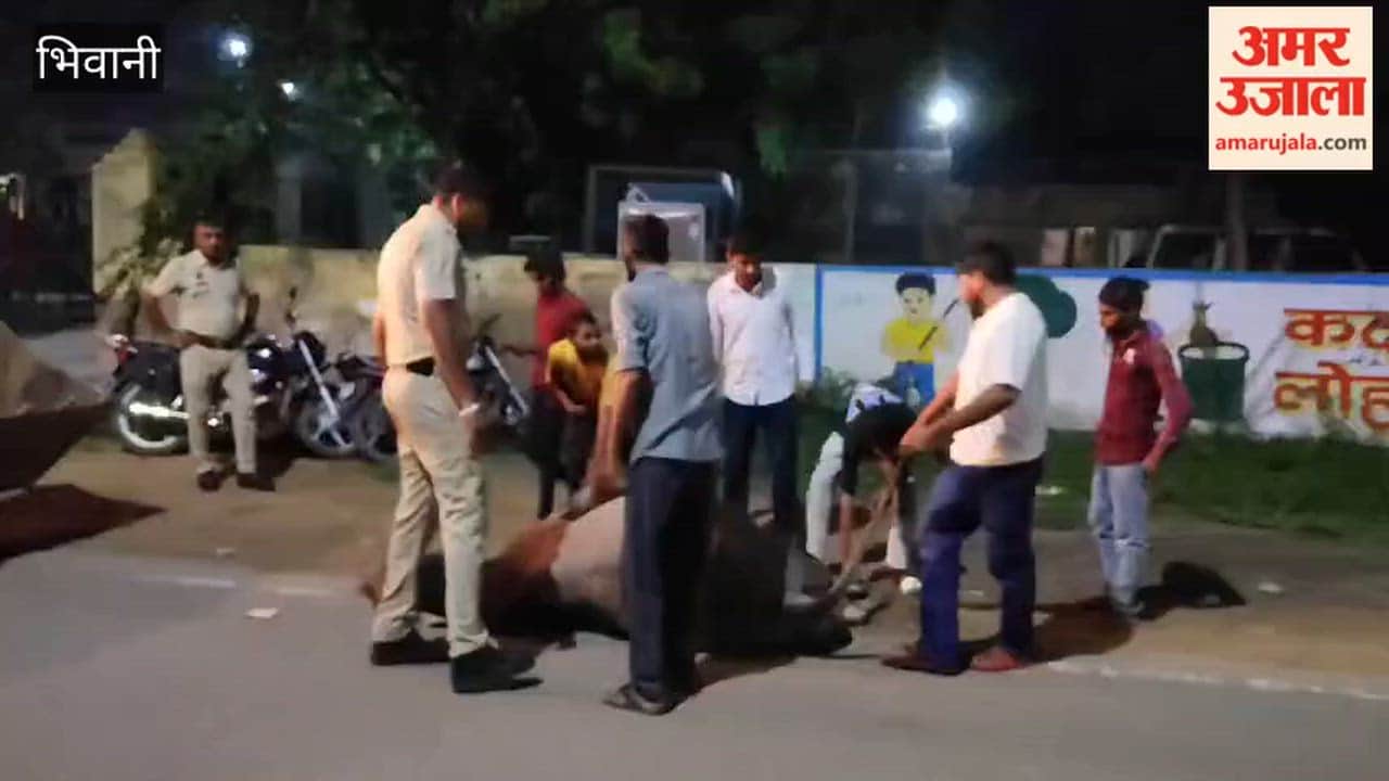 Bull dies after being hit by a pickup truck on the Delhi-Pilani National Highway in Bhiwani.