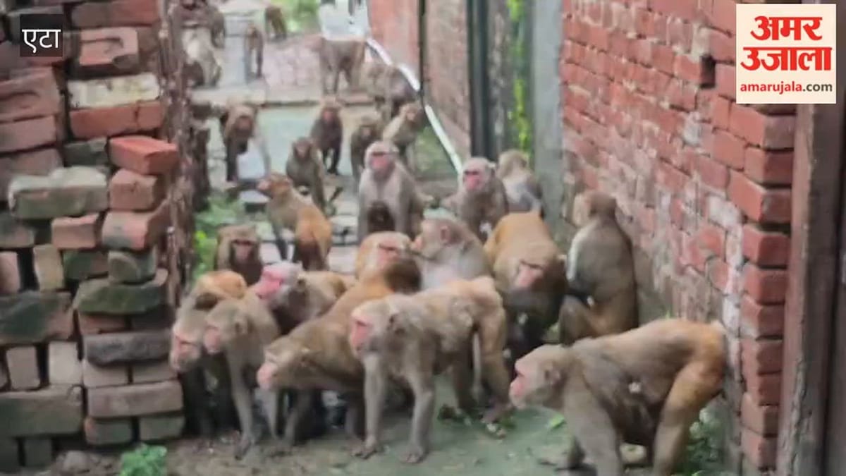 VIDEO: बंदरों के बीच ऐसी छिड़ी जंग, बार-बार वीडियो देखने पर हो जाएंगे मजबूर