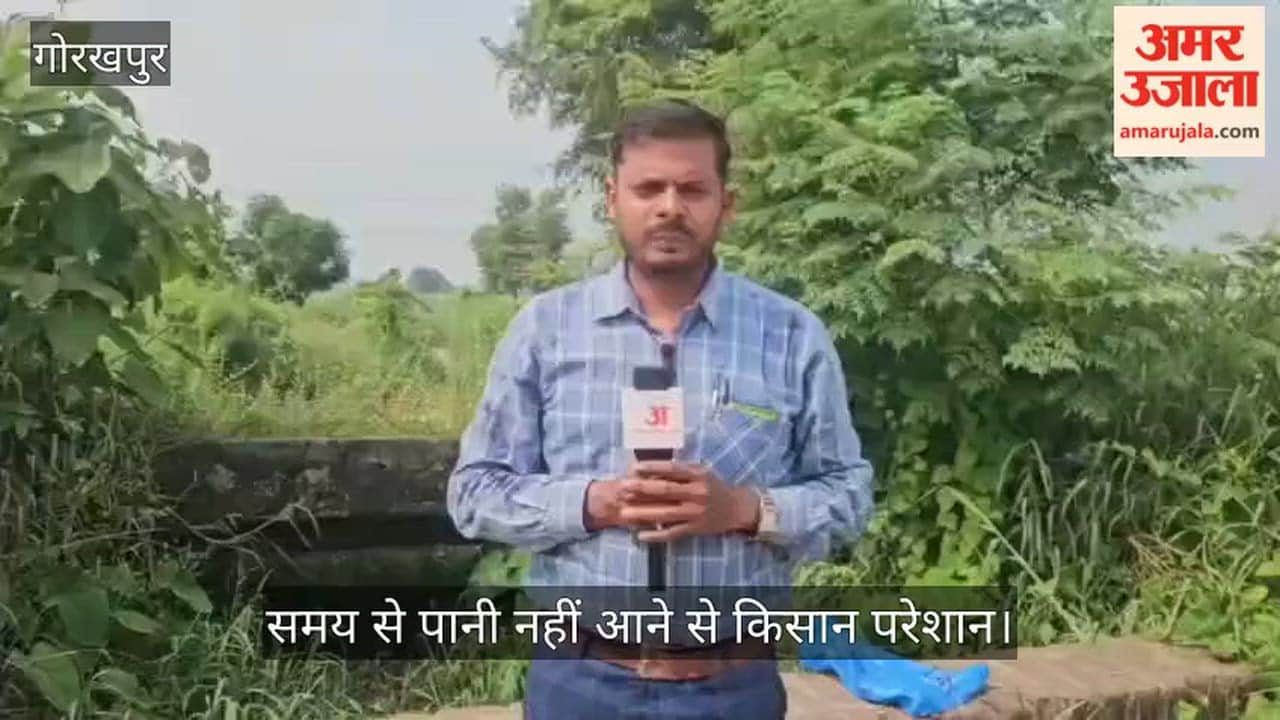 No water in the canal, paddy crop on the verge of withering—farmers distressed.