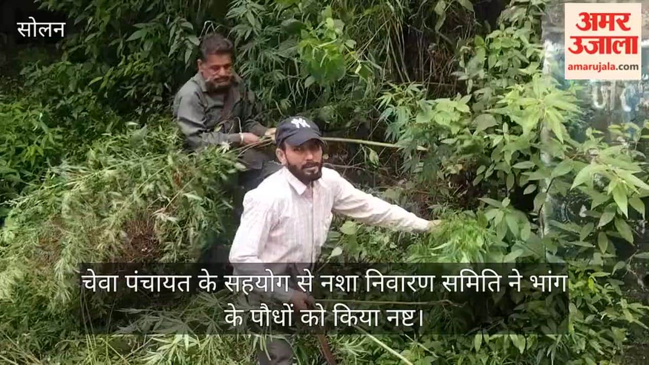 Solan: Drug Prevention Committee, with the support of Cheva Panchayat, destroyed cannabis plants.