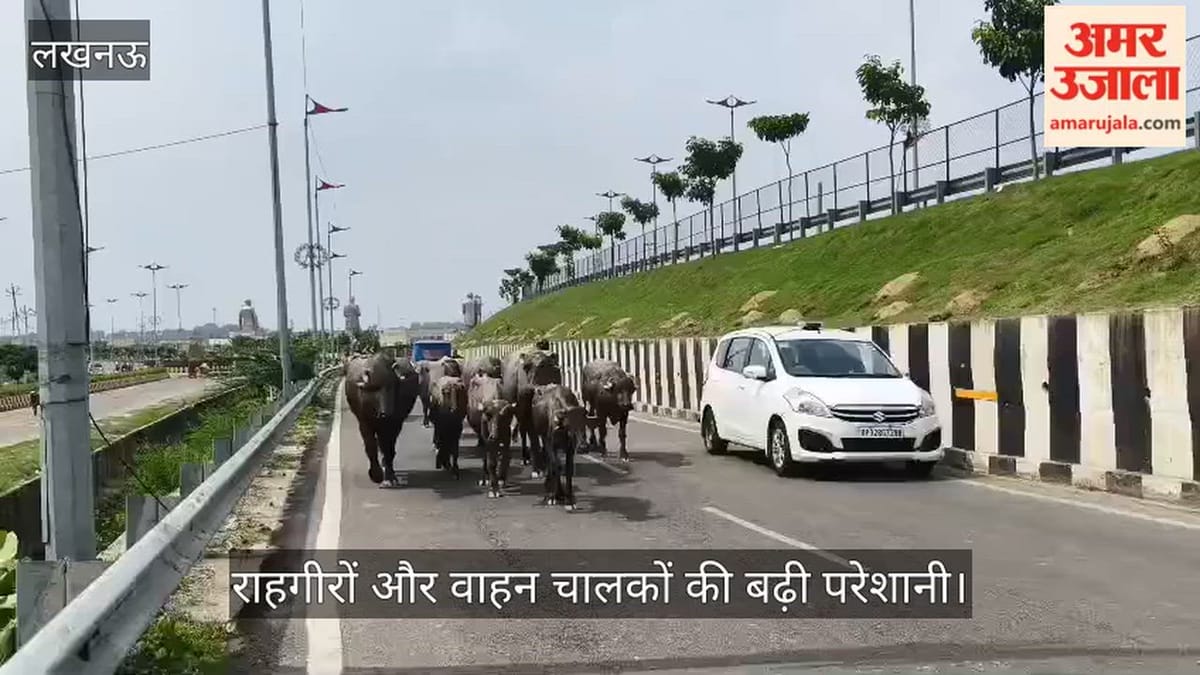 Video: वसंत कुंज योजना की सड़क पर भैंसों का कब्जा, राहगीरों और वाहन चालकों की बढ़ी परेशानी