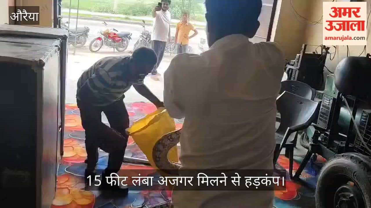 Auraiya: 15-Foot-Long Python Rescued from Guest House, Forest Team Takes Action