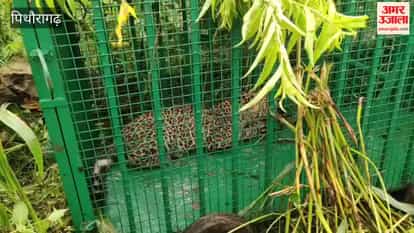 Leopard cub caged in Pithoragarh's Kumaud village; activity of two leopards continues
