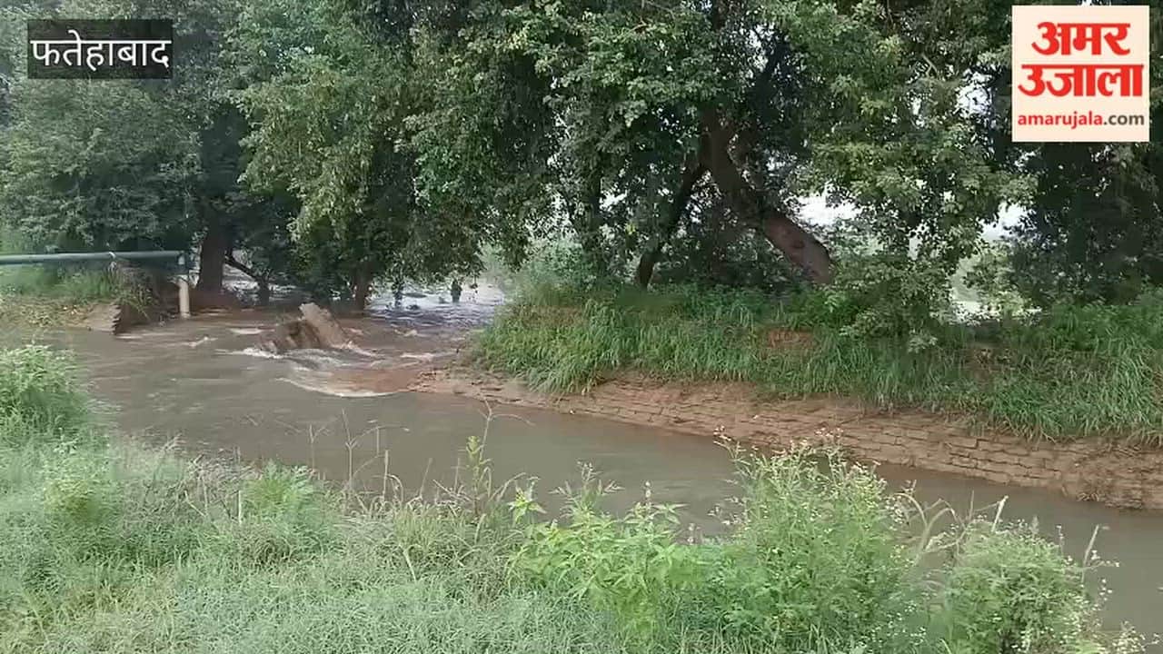 Khedi Minor breached in Khabra Kalan village of Bhattu Kalan, Fatehabad; water entered the fields.
