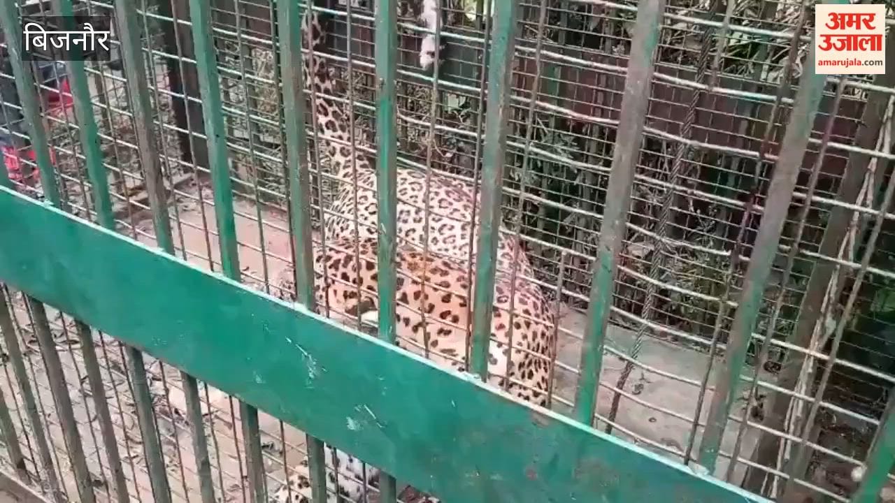 Bijnor: Leopard Trapped in Cage in Kalyanpur Village, Forest Team Rescues It