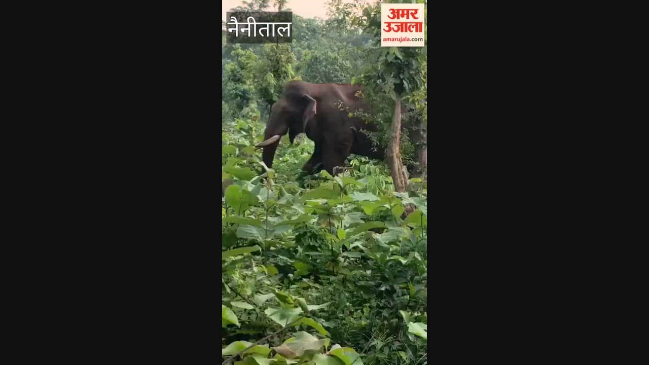 Forest department increases surveillance of injured elephant in kaladhungi range