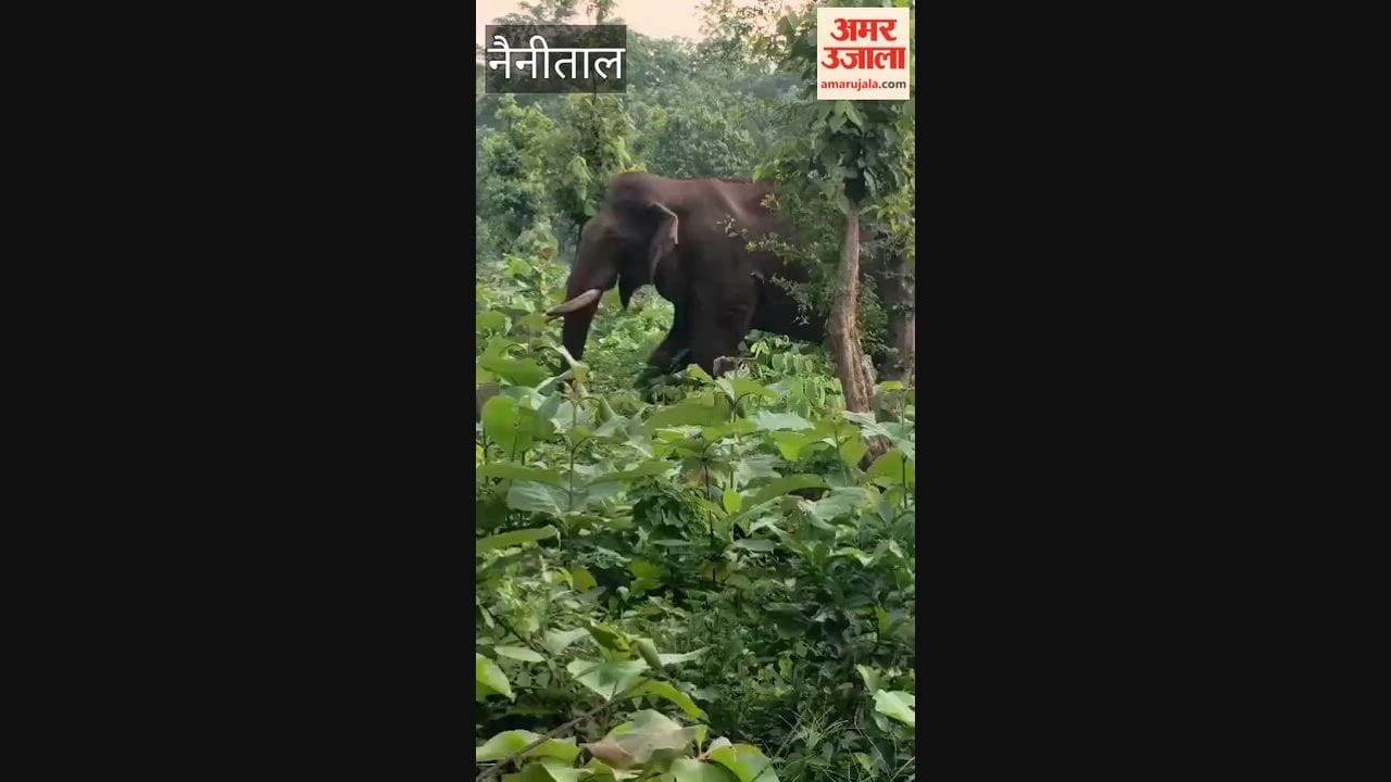 Forest department increases surveillance of injured elephant in kaladhungi range