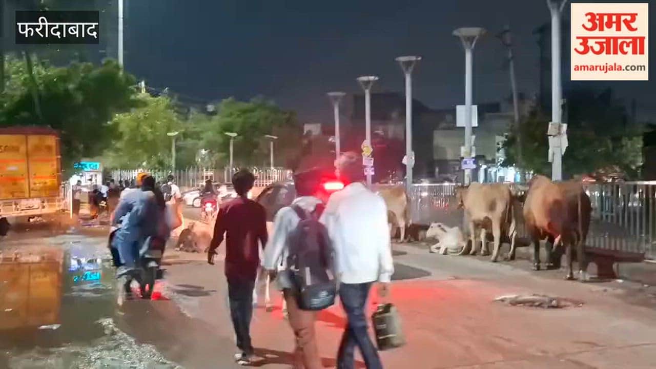 Stray animals sitting in the middle of the road at Saran Chowk