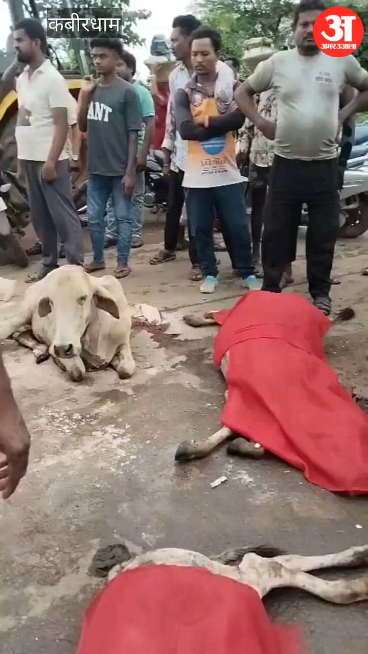 Five Cows Killed After Being Hit by an Unknown Vehicle; Kawardha–Rajnandgaon Road Blocked Following a Protest,