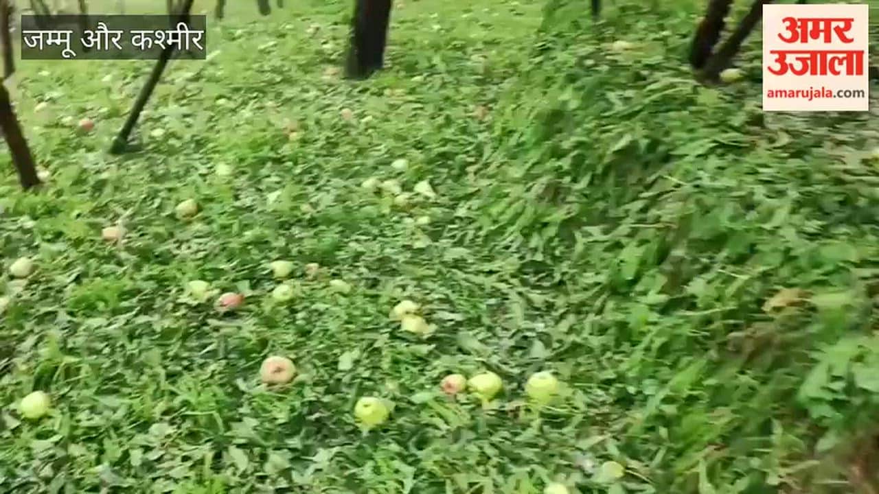 Hailstorm Inflicts Heavy Damage on Apple Orchards in South Kashmir