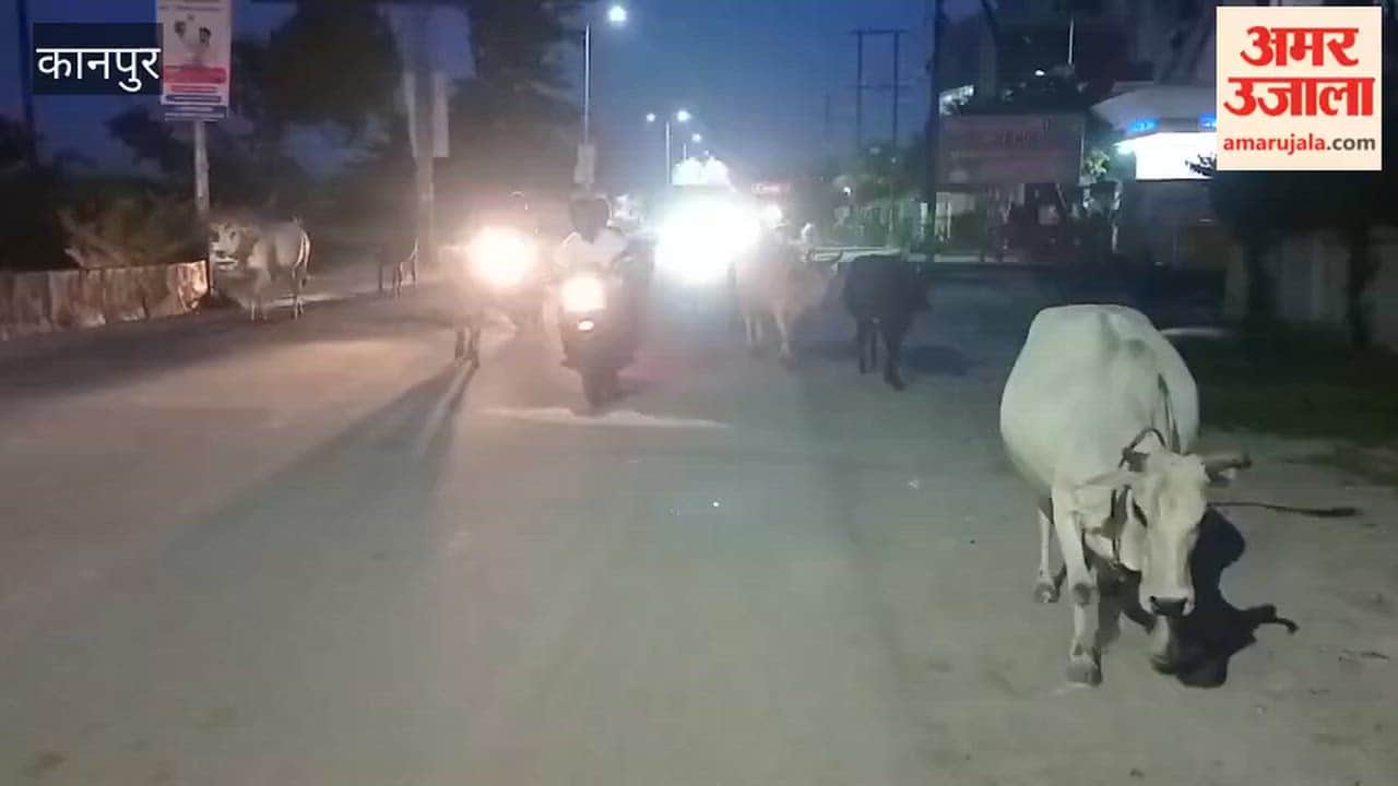 Kanpur: Stray cattle run wild on the Kalyanpur-Singhpur road, causing a nightmare for motorists