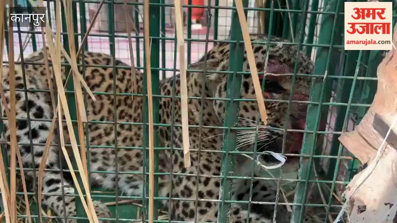 2 leopards were brought to Kanpur Zoo; they were rescued from Bijnor and Dudhwa buffer zone in Lakhimpur Kheri