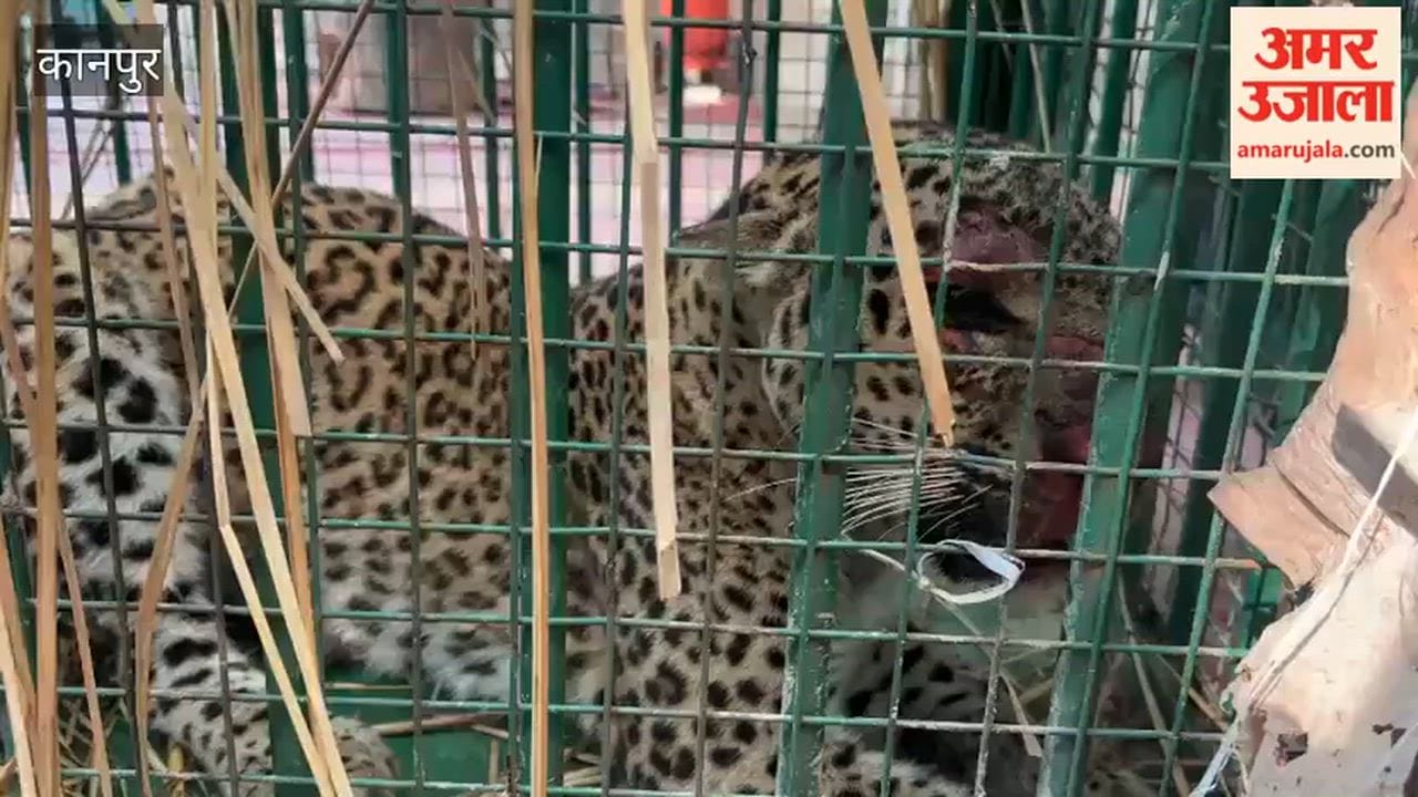 2 leopards were brought to Kanpur Zoo; they were rescued from Bijnor and Dudhwa buffer zone in Lakhimpur Kheri